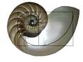 Golden Ratio in a nautilus shell http://www.photoshoptutorialsandtips.com/wp-content/uploads/2010/10/nautilus_withoverlay.jpg
